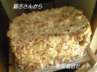 椎茸栽培セット