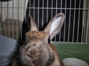 飼いウサギは凶暴化する ケラスターゼ情報なら美容院パルコ ブログ