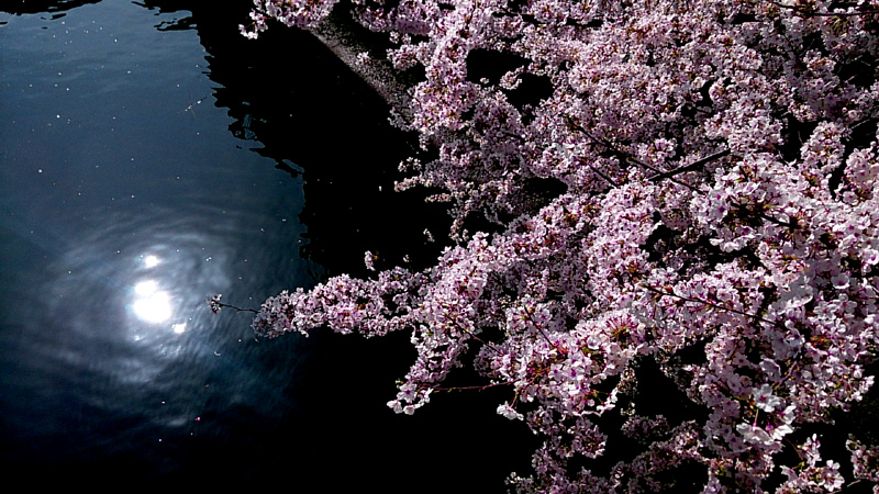 sakura1.jpg