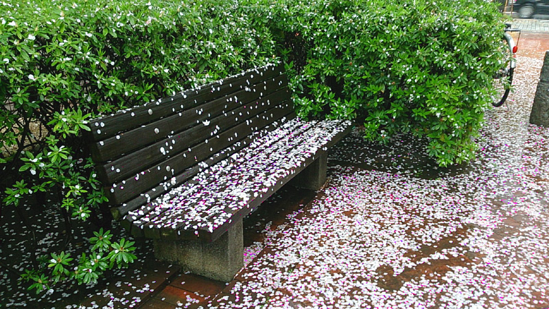 sakura2.jpg