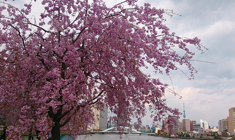 shidaresakura.jpg