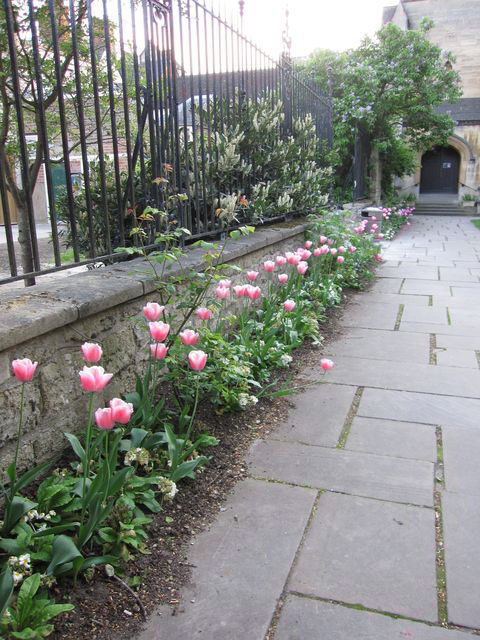 tulips.jpg