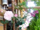 DSCF0175.JPG