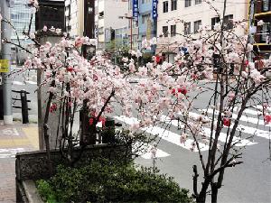 枝垂れ桃1