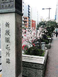 枝垂れ桃4