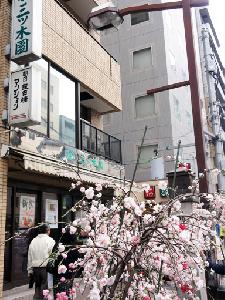 枝垂れ桃5