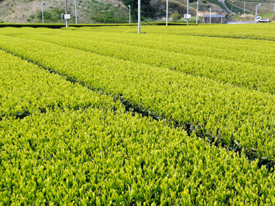 2014茶畑A
