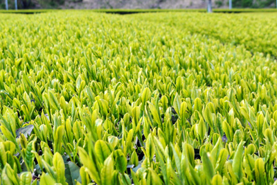 2014茶畑B