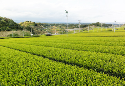 2014茶畑C