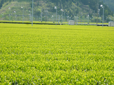P1160895s.jpg