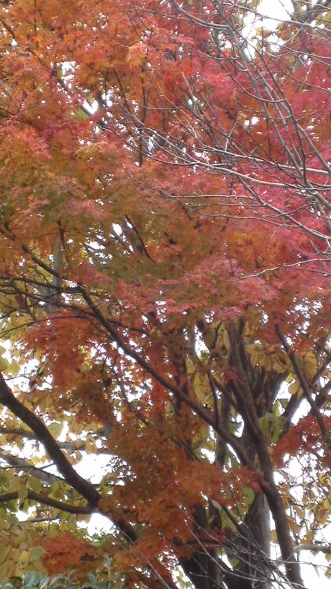 121124_1210~02.jpg