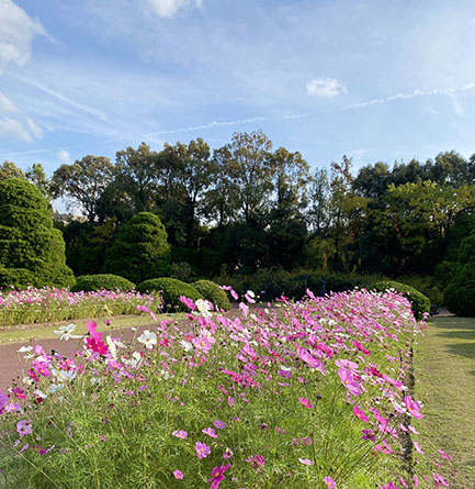 植物園, 北山モザイク, モザイク展覧会, モザイク, タイルクラフト,