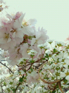 2011050913040000.jpg