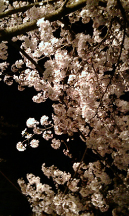 桜