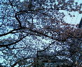 20060329_120398.jpg