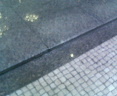 20060425_135452.jpg