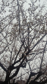 201403011639000.jpg