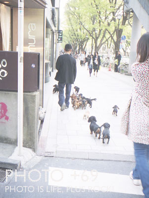 原宿で見た犬おじさん