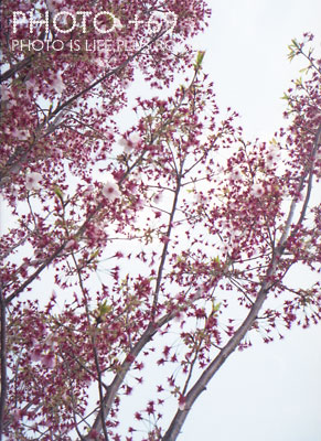 OLYMPUS PEN EE-2 FUJIFILM 記録用カラーフィルム ISO100