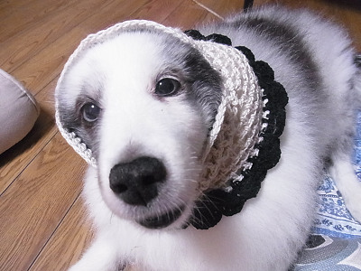 大型犬用スヌード