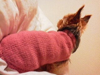 毛糸ピエロ ファインメリノ 犬のセーター