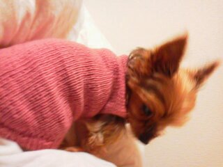 毛糸ピエロ ファインメリノ 犬のセーター