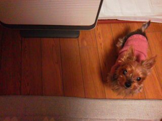 毛糸ピエロ ファインメリノ 犬のセーター