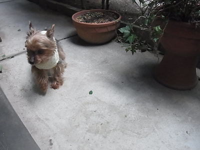ベルクリ クレープ 3ply 小型犬用 手編みのセーター