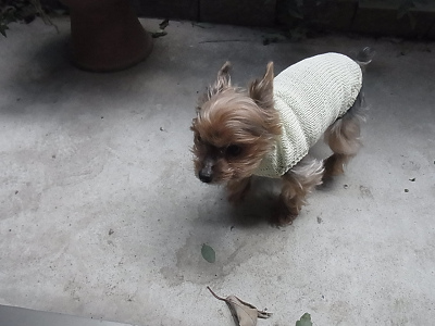 ベルクリ クレープ 3ply 小型犬用 手編みのセーター