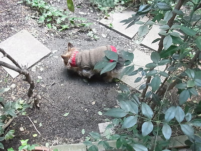 ベルクリ クレープ 小型犬 手編みセーター