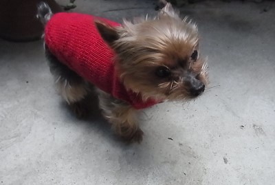 ベルクリ クレープ 小型犬 手編みセーター