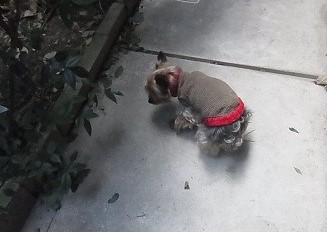 ベルクリ クレープ 小型犬 手編みセーター