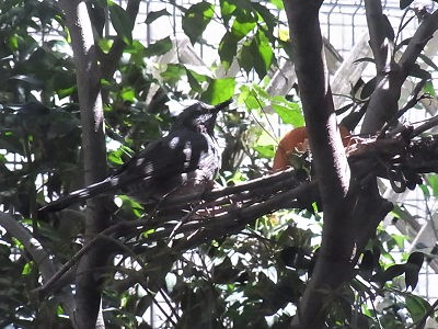 ヒヨドリ観察中