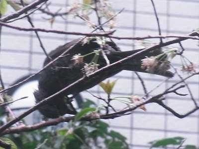 ヒヨドリ観察中