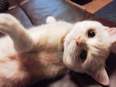 ねこ