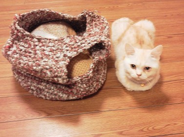 ねこ