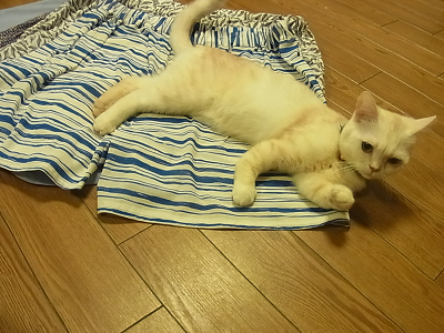 簡単ソーイング ショートパンツ