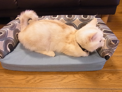 猫 ベッド 手作り DIY リサイクル