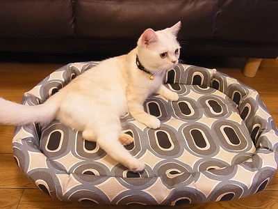 猫 ベッド 手作り DIY リサイクル