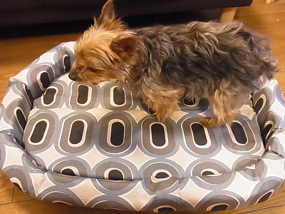 猫 ベッド 手作り DIY リサイクル