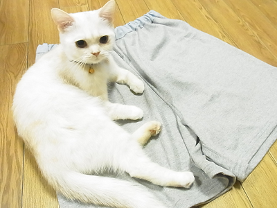 ニットソーイング スウェットパンツ ショートパンツ ジャージー