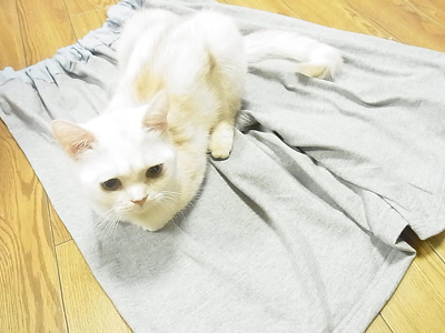 ニットソーイング スウェットパンツ ショートパンツ ジャージー
