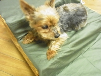 i犬用階段 ペットスロープ
