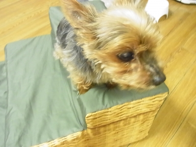 i犬用階段 ペットスロープ