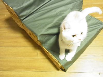 犬用の階段 ペットステップ を作りました Kaushika