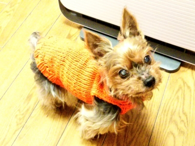 小さな犬のセーター 手編み 犬 セーター