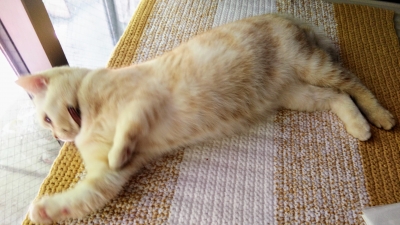 DMC コットン バスマット ラグマット 猫マット