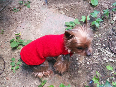 小型犬 手編みセーター カシミア