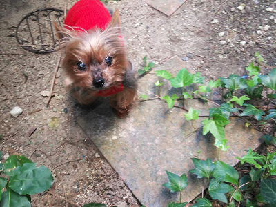小型犬 手編みセーター ヨークシャテリア カシミア
