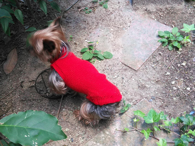 小型犬 手編みセーター ヨークシャテリア カシミア